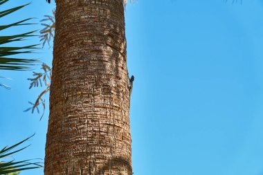 Kertenkele palmiye gövde