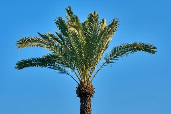 Palmboom Een Zonnige Dag — Stockfoto