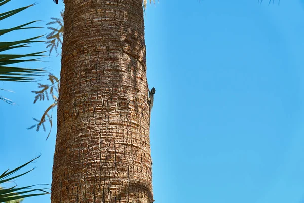Kertenkele palmiye gövde