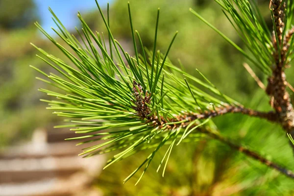 Grüne Kiefernnadeln Meer — Stockfoto