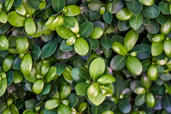 Hermosas hojas verdes — Foto de Stock