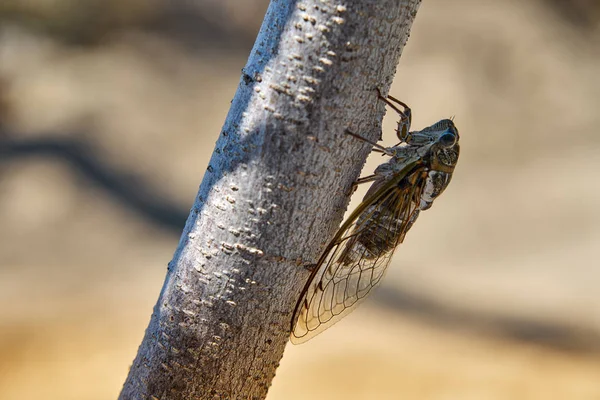 Große Zikaden auf dem Baum — Stockfoto