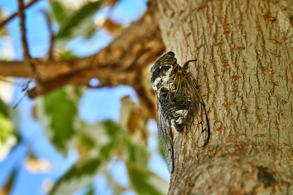 Grandes cigarras en el árbol —  Fotos de Stock