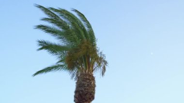 Güçlü bir rüzgar altında güneşli bir palmiye ağacı