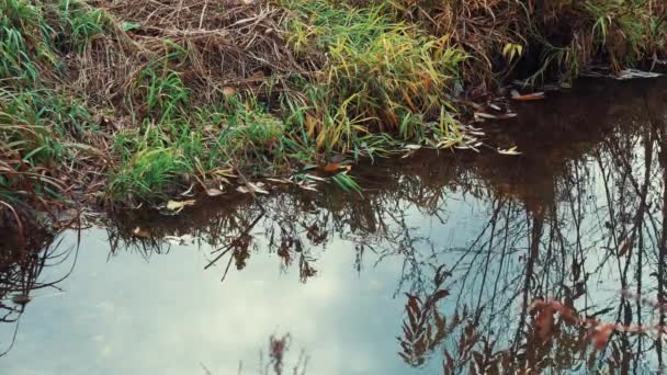 Pequeño río que fluye en el pueblo en otoño — Vídeo de stock