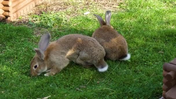 Conejos Masticando Hierba Jardín — Vídeos de Stock