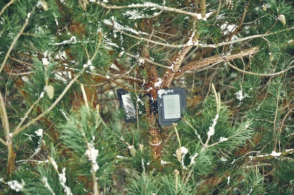 Baum Angebrachter Led Scheinwerfer Auf Den Kiefernzweig Winterlichen Kiefernwald Nahaufnahme — Stockfoto