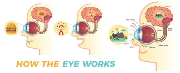 How the eye works illustration — Stock Vector