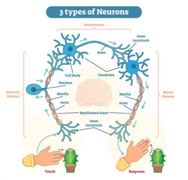 Neurons - duyusal, intereuron, motor tür