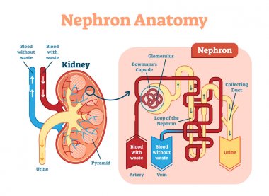 Kidney Nephron anatomy, vector illustration diagram scheme. clipart