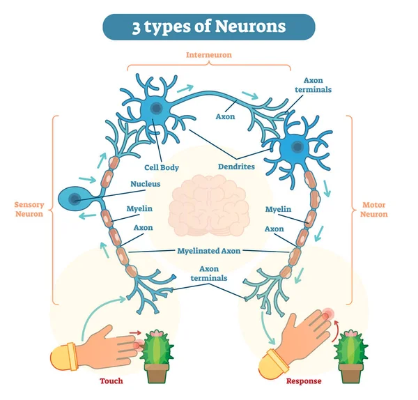 Neurons - duyusal, intereuron, motor tür — Stok Vektör