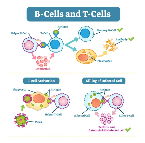 Schema delle cellule B e delle cellule T, illustrazione vettoriale . — Vettoriale Stock