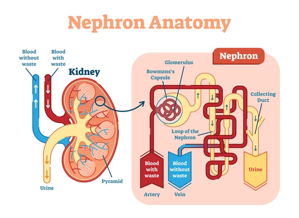 Anatomía del nefrón renal, esquema de diagrama de ilustración vectorial . — Archivo Imágenes Vectoriales