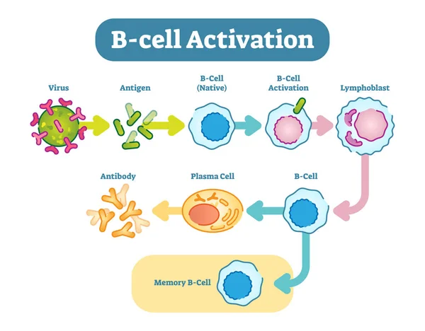 B-Cell activation diagram, vector scheme illustration. — Stock Vector