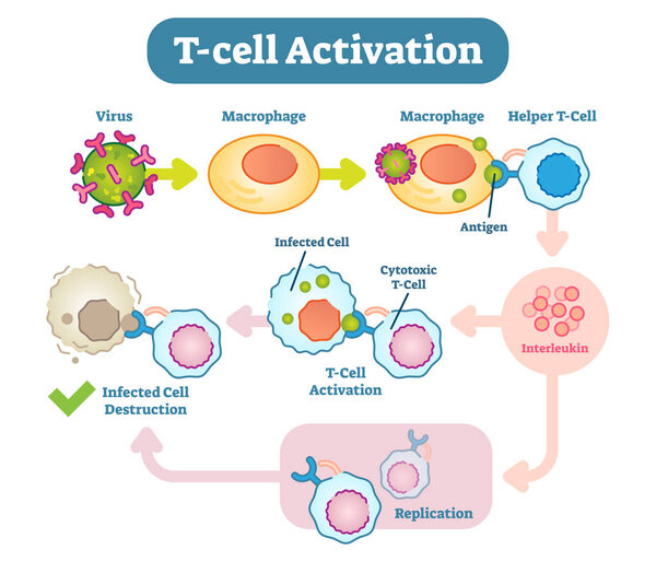 T-Cell activation diagram, vector scheme illustration. 