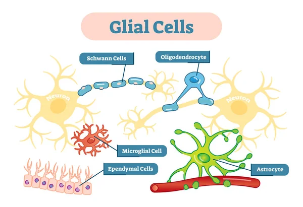 Gliazellen des Nervensystems Vektor Abbildung schematisches Diagramm. — Stockvektor