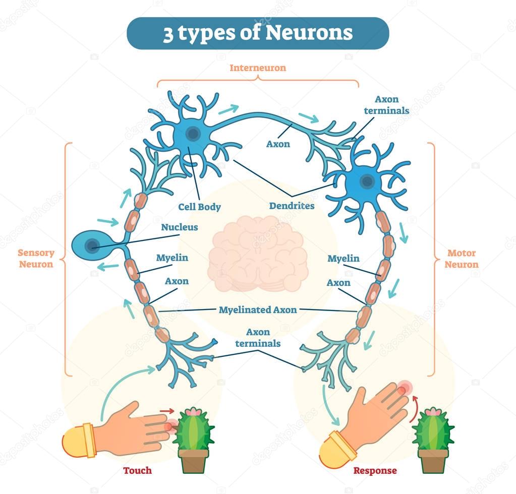 Types of Neurons - sensory, intereuron, motor