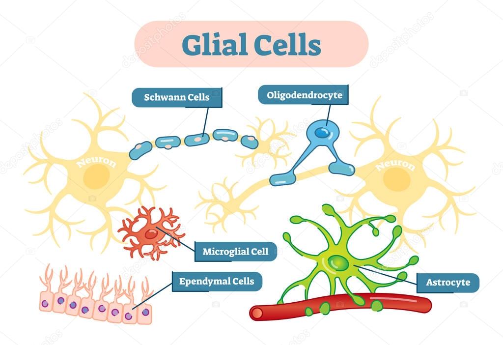 Nervous system Glial cells vector illustration schematic diagram.