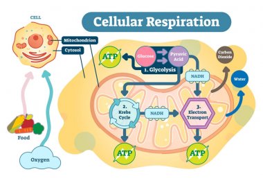 Cellular respiration medical vector illustration diagram, respiration process scheme. clipart