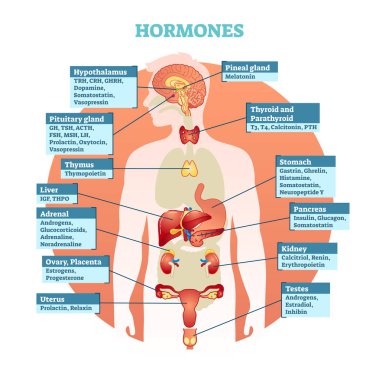 Human body hormones vector illustration diagram clipart
