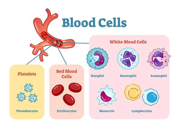 Diagrama de ilustrações vetoriais planas de células sanguíneas —  Vetores de Stock