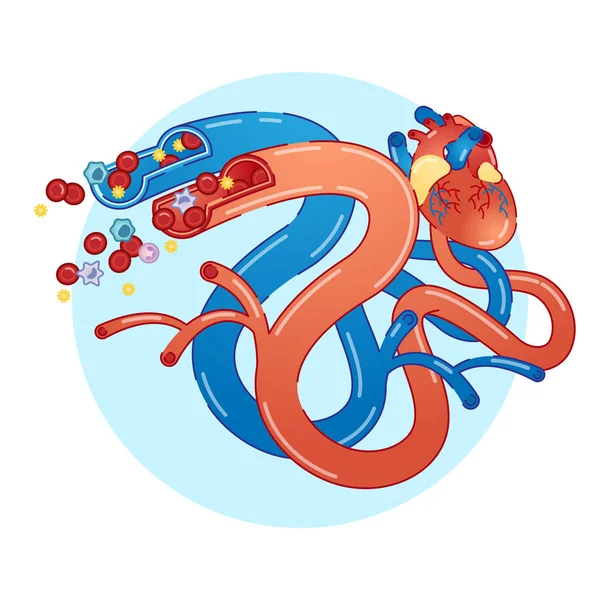 Αιμοφόρα αγγεία έννοια επίπεδη διανυσματικά εικονογράφηση — Διανυσματικό Αρχείο