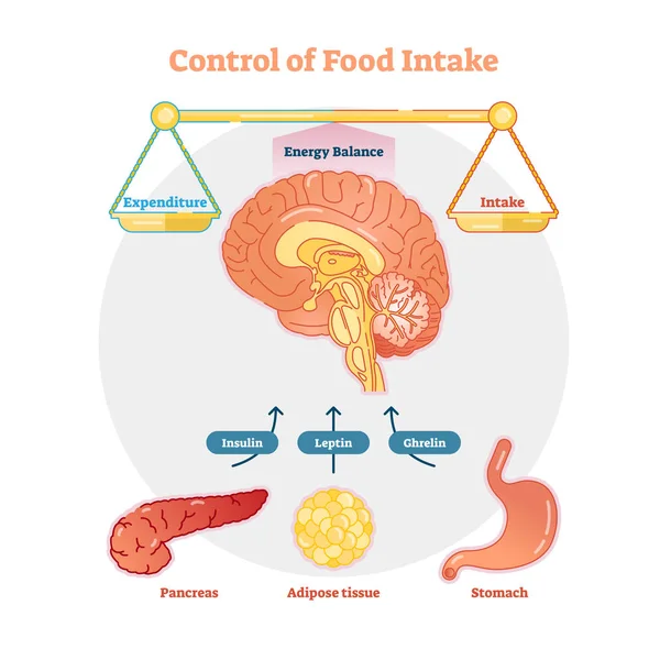 Ilustrasi diagram vektor kontrol asupan makanan - Stok Vektor