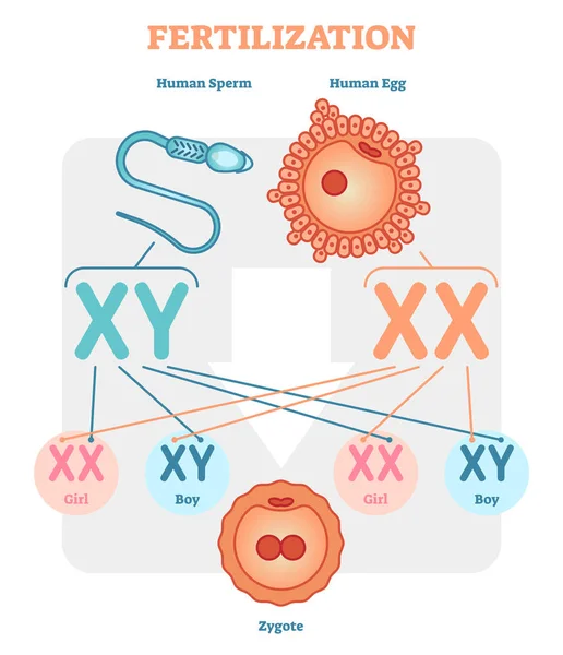 Schéma de fécondation avec sperme humain, ovule humain — Image vectorielle