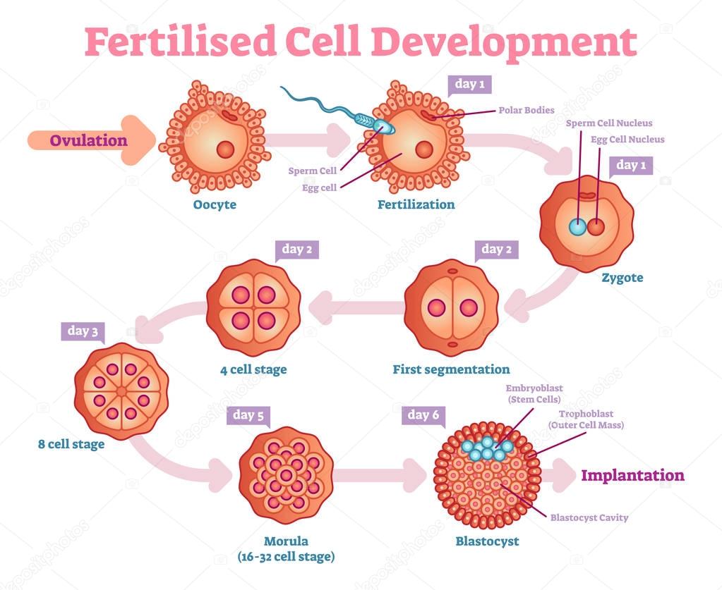 Fertilised Cell development diagram, vector illustration.