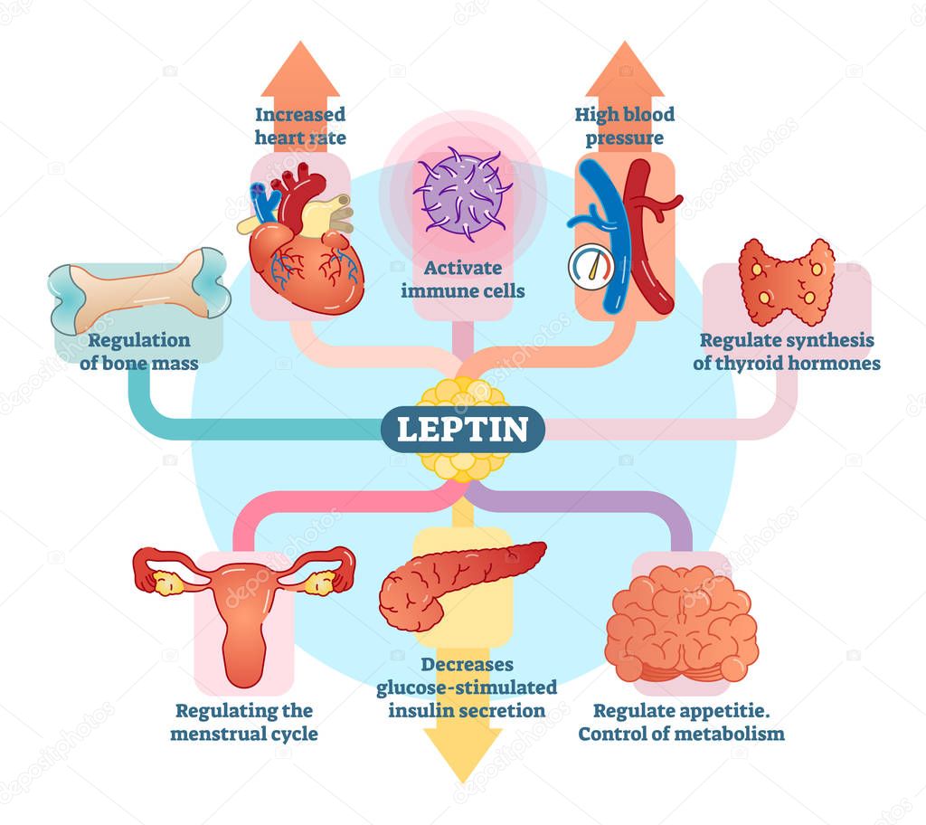 Leptin hormone role in schematic vector illustration diagram. 