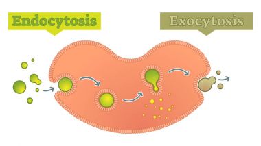 Endositoz ekzositozu - nasıl hücre ve taşıma molekülleri diyagramı