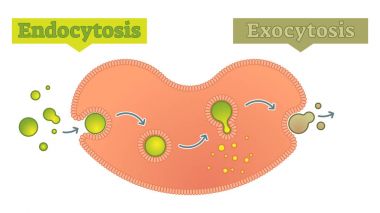 Endocytosis and exocytosis - how  cell transports molecules diagram clipart