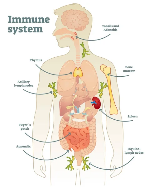 Schema del sistema immunitario umano — Vettoriale Stock