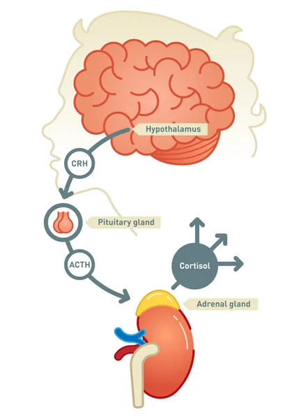 Esquema de ilustração vetorial do diagrama de cortisol . —  Vetores de Stock