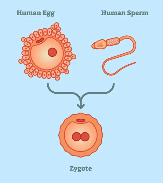 Qu'est-ce que zygote - diagramme vectoriel d'illustration — Image vectorielle