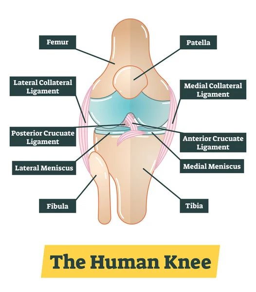 La ilustración del diagrama del vector de rodilla humana — Vector de stock