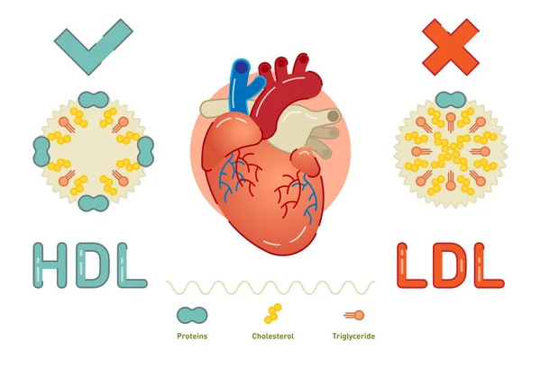 Mi az a Lipoprotein - illusztrált magyarázat — Stock Vector