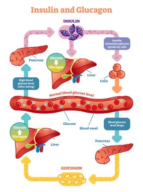 Insulin and glucagon vector illustration diagram.  clipart