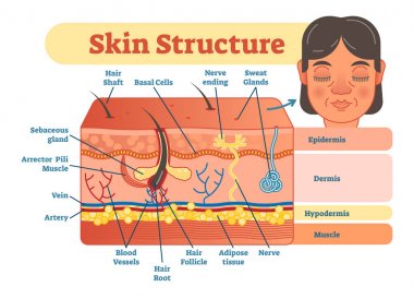 Skin structure vector illustration diagram  clipart