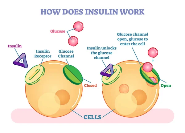 인슐린은 어떻게 작동 합니까, 그림된 벡터 다이어그램. — 스톡 벡터