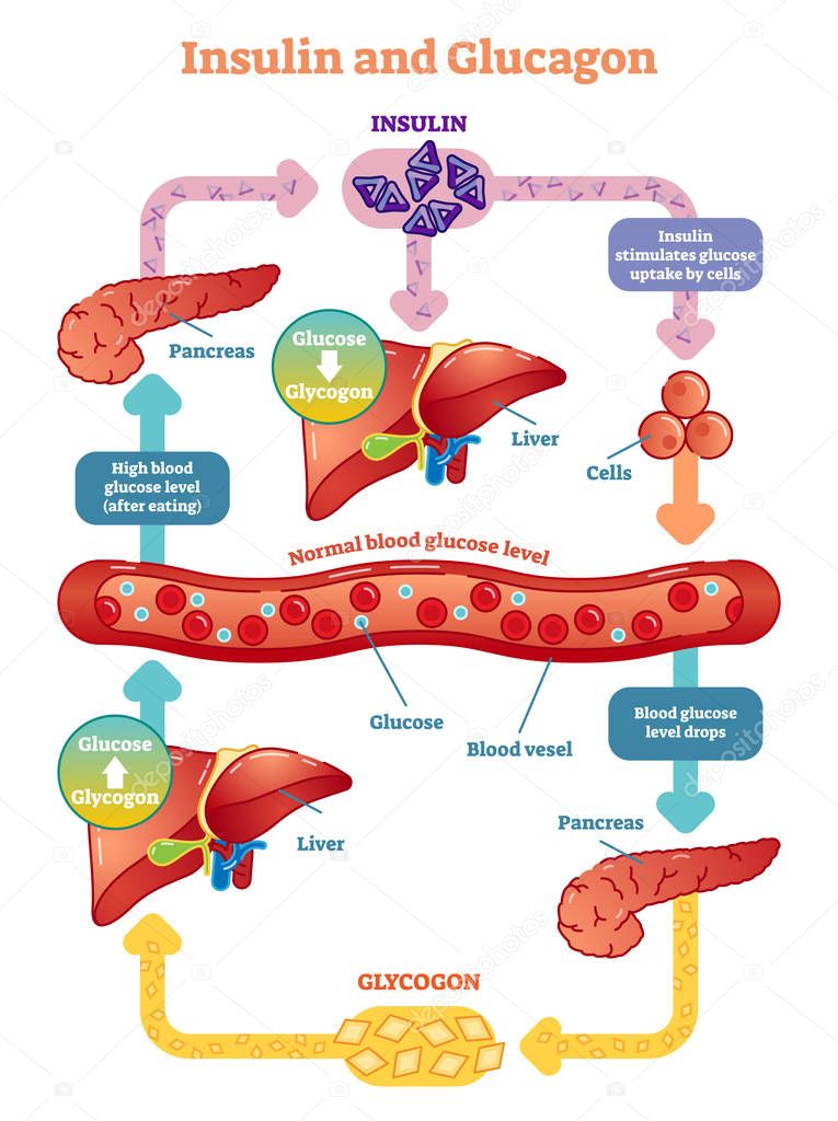 Insulin and glucagon vector illustration diagram. 