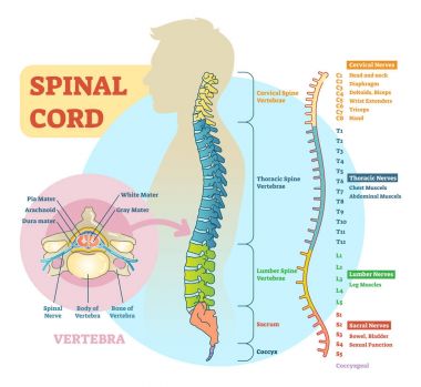 Spinal kord şematik diyagramı