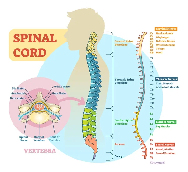 Diagrama esquemático de la médula espinal — Vector de stock