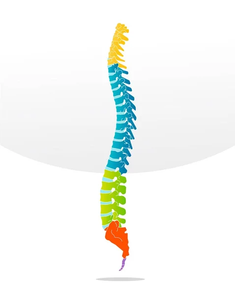 Columna vertebral vector óseo ilustración detallada — Vector de stock