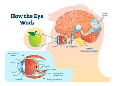 How eye work medical illustration, eye - brain diagram clipart