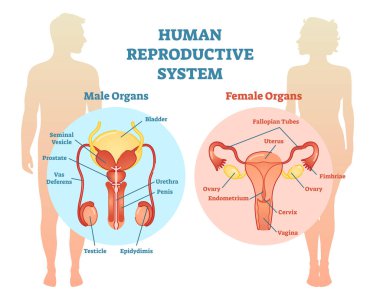 Human Reproductive System Vector Illustration Diagram, Male and Female. clipart