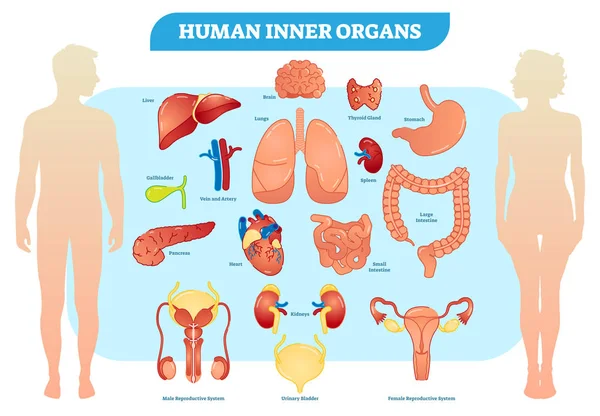 Ανθρώπινα όργανα εσωτερική συλλογή εικονογράφηση διάνυσμα, αρσενικό και θηλυκό. — Διανυσματικό Αρχείο