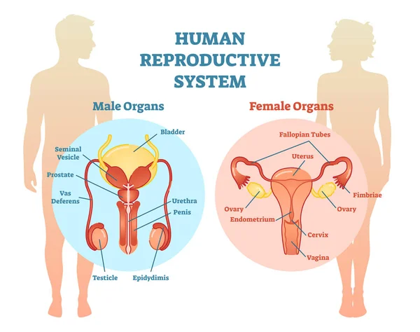 Diagrama de Ilustración de Vectores del Sistema Reproductivo Humano, Hombre y Mujer . — Vector de stock