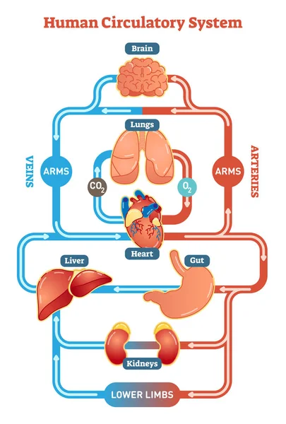 Vektor-Illustrationsdiagramm des menschlichen Kreislaufsystems, Schema der Blutgefäße — Stockvektor