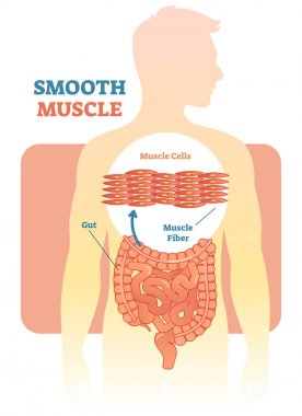 Smooth muscle vector illustration diagram, anatomical scheme with human gut.  clipart